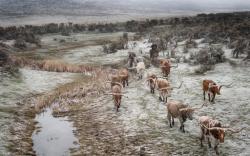 Snowy River by Pamela Steege