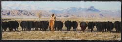 Herd Whispers by Pamela Steege