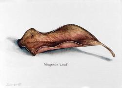 Magnolia Leaf by Judi Simon