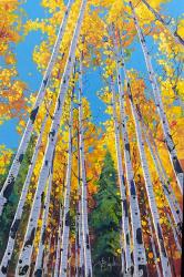 Aspen's Bear View by Roberto Ugalde