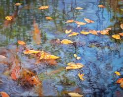 Fleeting Moment in a Pond by Soon Y Warren