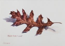 Red Oak Leaf by Judi Simon