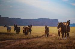 Open Range by Pamela Steege