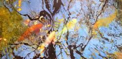 Fall Pond by Soon Y Warren