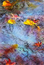Fall Koi Pond 6 by Soon Y Warren