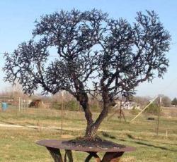 Double Trunk by Jack Wolfsen