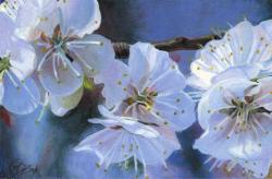 Apricot I by Rebecca Zook