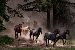 Dust Run by Pamela Steege