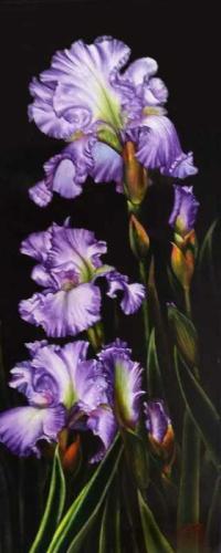 Lavender Iris by Soon%20Y%20Warren