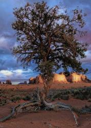 Lonesome Tree by Pamela Steege