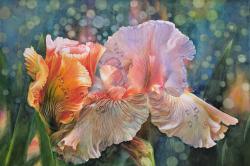 Spring Iris Melody by Soon Y Warren