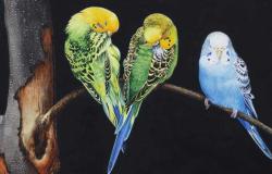 Parakeets by Soon Y Warren