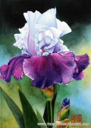 Purple Iris In Garden by Soon Y Warren